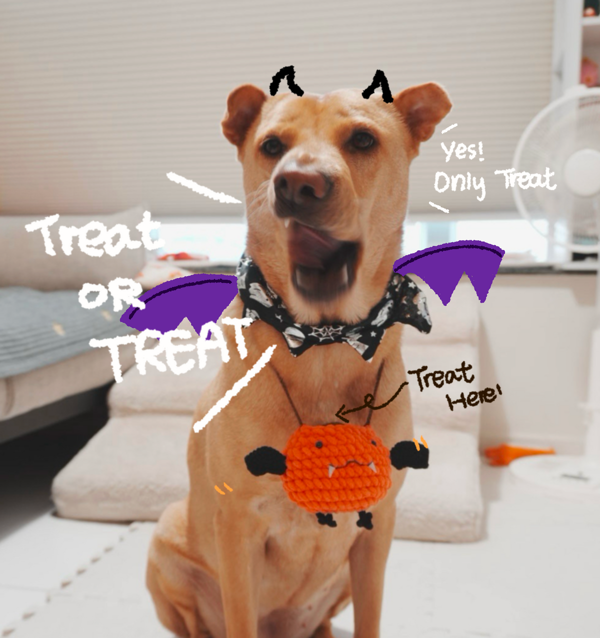🎃萬聖節限定🎃小南瓜桶x罐罐set🎃